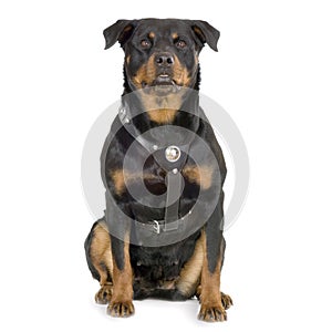 Rottweiler