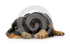 Rottweiler