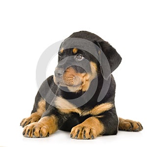 Rottweiler