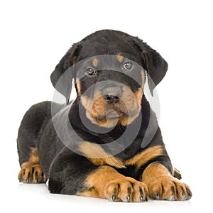 Rottweiler