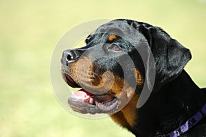 Rottweiler