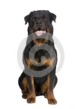 Rottweiler (3 years)