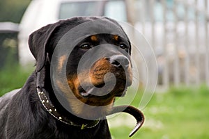 Rottweiler