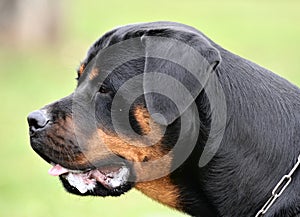 Rottweiler