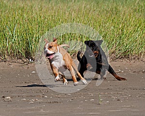 Rottweiler and American staffordshire terrier met