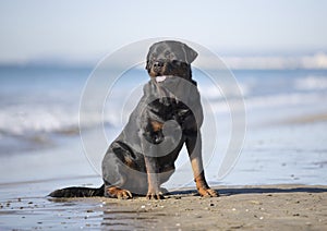 Rottweiler on the beach