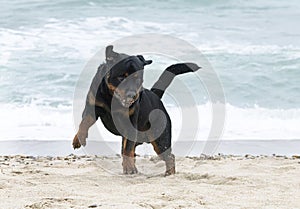 rottweiler and beauceron on the beach