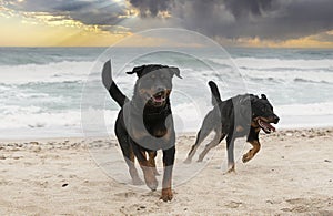 rottweiler and beauceron on the beach