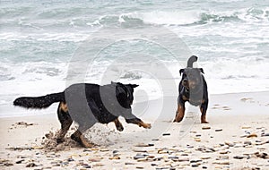 rottweiler and beauceron on the beach