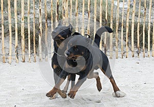 rottweiler and beauceron on the beach