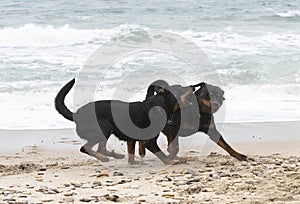 rottweiler and beauceron on the beach