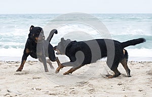 rottweiler and beauceron on the beach