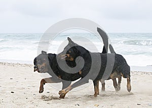 rottweiler and beauceron on the beach