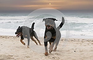 rottweiler and beauceron on the beach