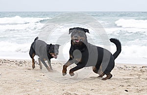 rottweiler and beauceron on the beach