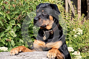 Rottweiler begging, paws on table