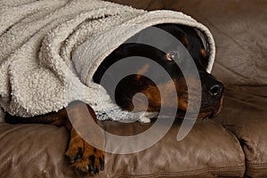 Rottweiler with a blanket being warm looking away photo