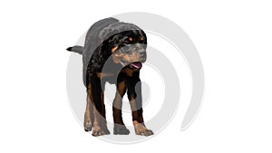 Rottweiler is a breed of domestic dog, regarded as medium-to-large or large. The dogs were known in German as Rottweiler Metzgerhu