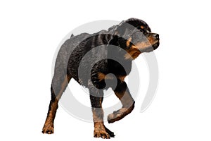 Rottweiler is a breed of domestic dog, regarded as medium-to-large or large. The dogs were known in German as Rottweiler Metzgerhu