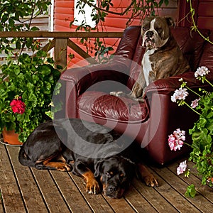 Rottweiler and bulldogg portrait