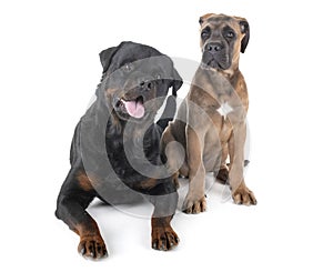Rottweiler and cane corso