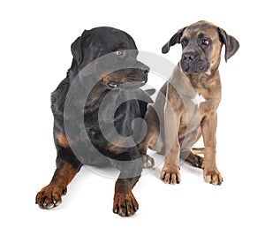 Rottweiler and cane corso