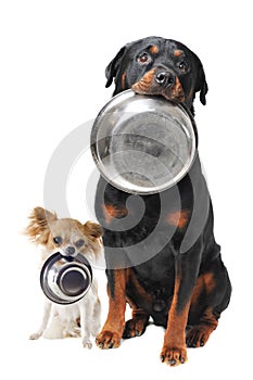 Rottweiler chihuahua and food bowl