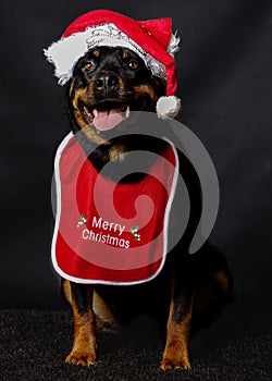 Rottweiler Christmas