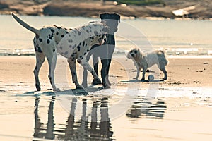 Rottweiler, Dalmatian and one Bichon frisÃ©  on a beach