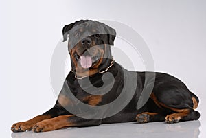 Rottweiler dog