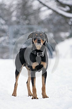 Rottweiler dog