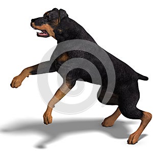 Rottweiler Dog