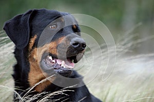 Rottweiler dog