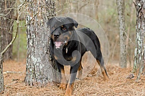 Rottweiler Dog