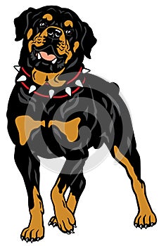 Rottweiler dog breed