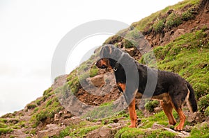 A Rottweiler dog calmly standing on a hill