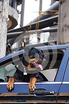 Rottweiler dog in car