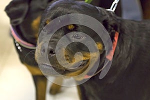 Rottweiler dog Close-up