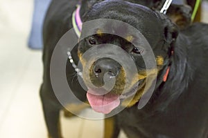 Rottweiler dog Close-up