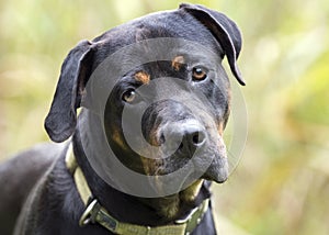 Rottweiler dog with collar making curious head tilt