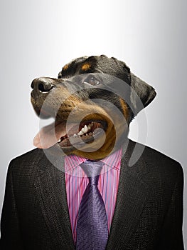 Rottweiler Dog dressed up as formal business man