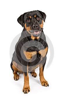 Rottweiler dog with drool