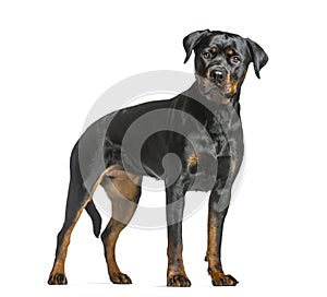 rottweiler dog, guard dog standing and looking at the camera, is