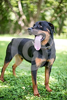 A Rottweiler dog with a long tongue panting