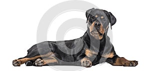 Rottweiler dog lying against white background