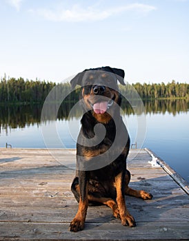 Rottweiler dog lying on a dock on lake in summer sitting