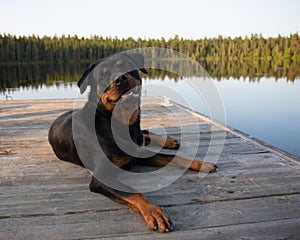 Rottweiler dog lying on a dock on lake in summer smiling