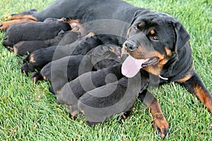 Rottweiler Dog Nursing photo