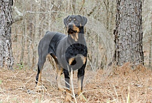 Rottweiler Dog outdoors in woods, Georgia