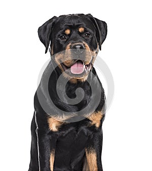 Rottweiler dog panting sitting against white background